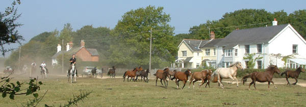 Forest Bred New Forest Ponies For Sale