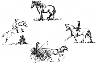 Pony activities