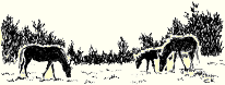 Ponies Grazing
