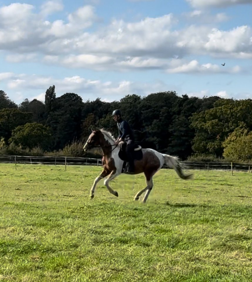Potential riding club allrounder