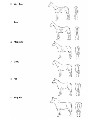 Body scoring horses